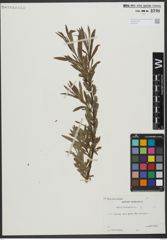 Foto von Salix viminalis L.